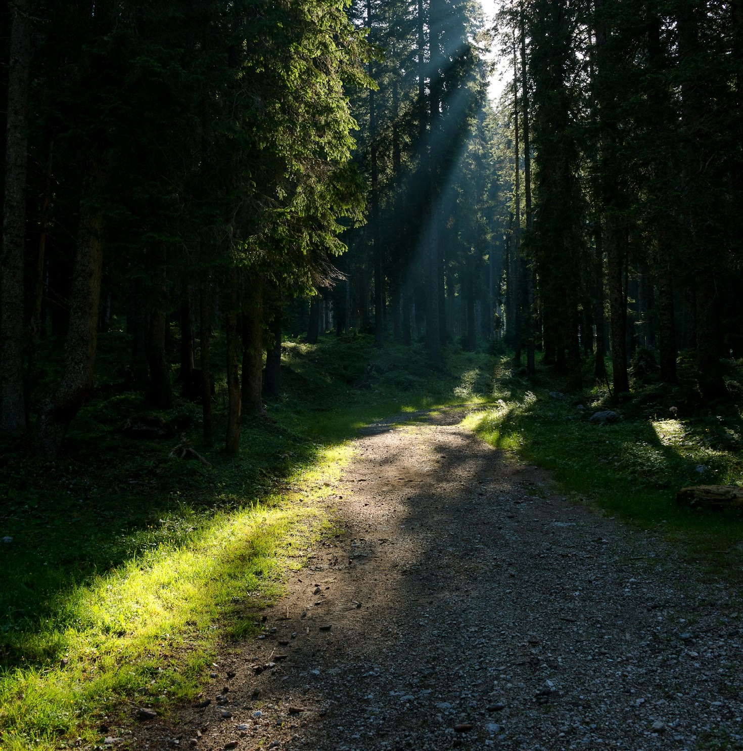 The Healing Power Of North Idaho Flora