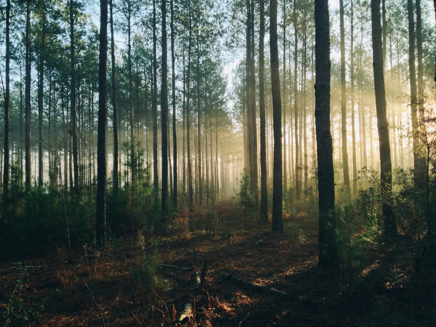 Understanding The Goyetche Institute Wellness Approach